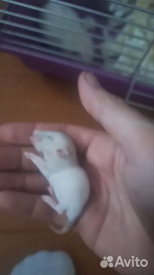 Крысята дамбо