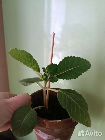 Глоксиния махровая