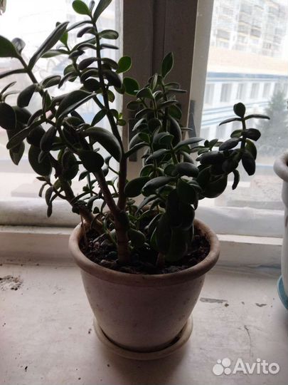 Толстянка второй горшок