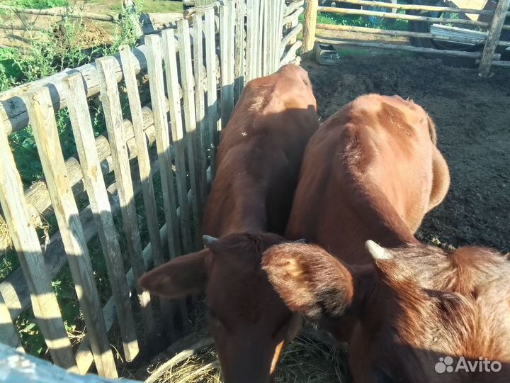 Телята, телки