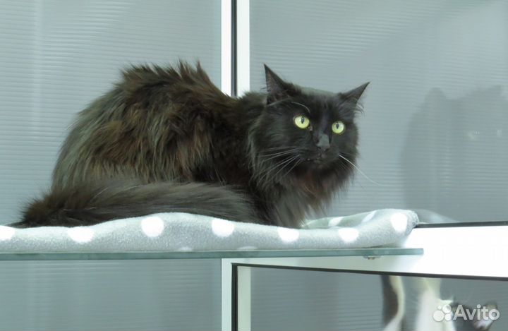 Зоогостиница (передержка) животных