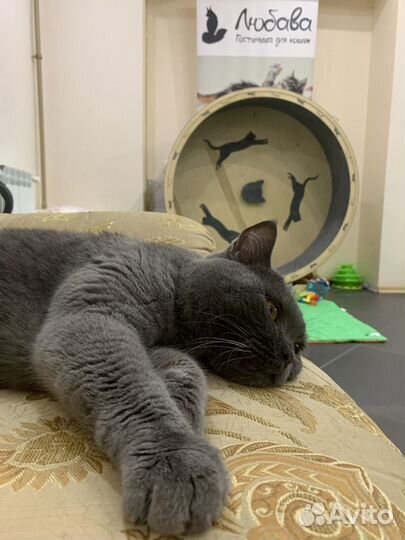 Передержка кошек/гостиница для кошек