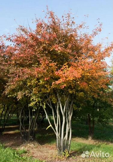 Ирга ламарка