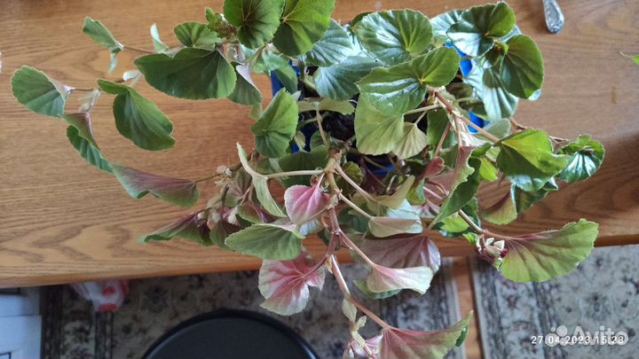 Бегония вечноцветущая