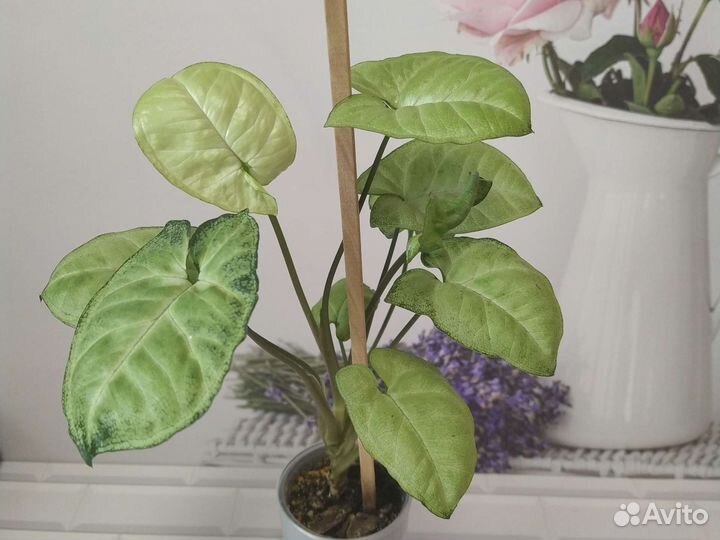 Комнатные цветы