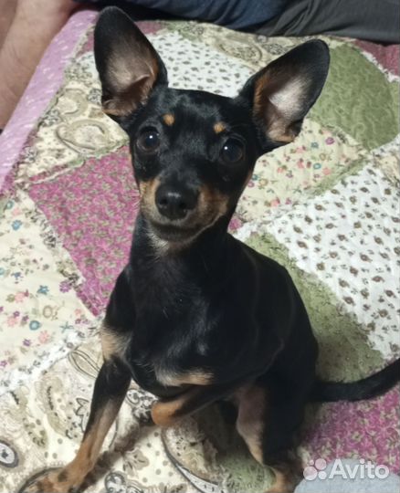 Вязка собак той терьеров