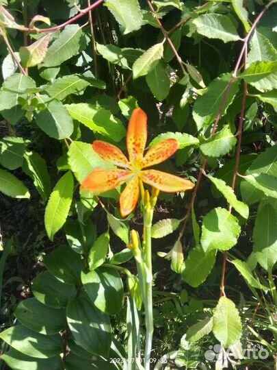 Беламканда