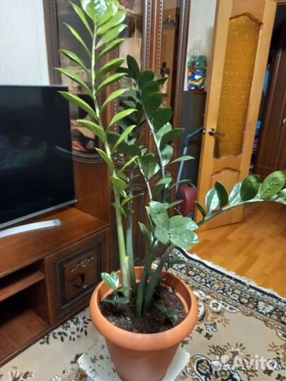 Замиокулькас