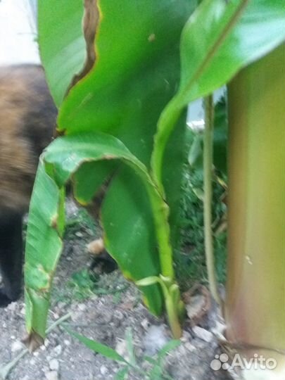 Банановое дерево