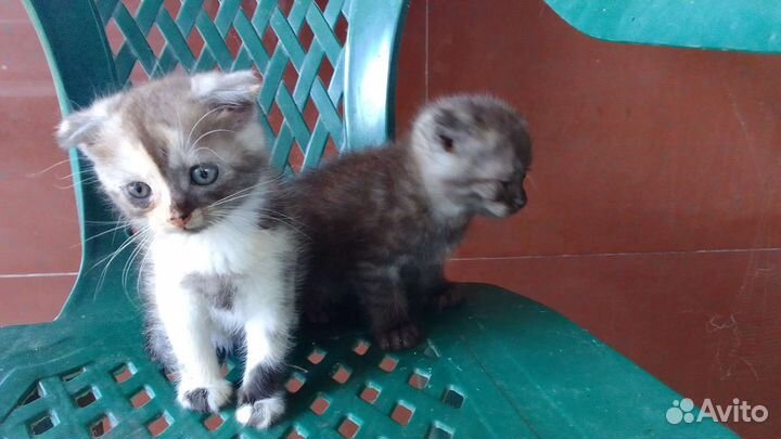Котята вислоухие