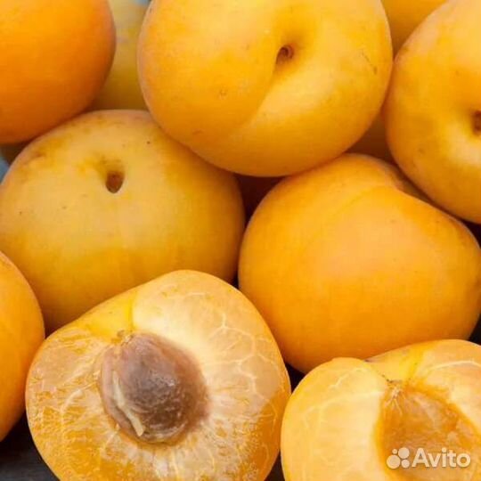 Саженцы шарафуги