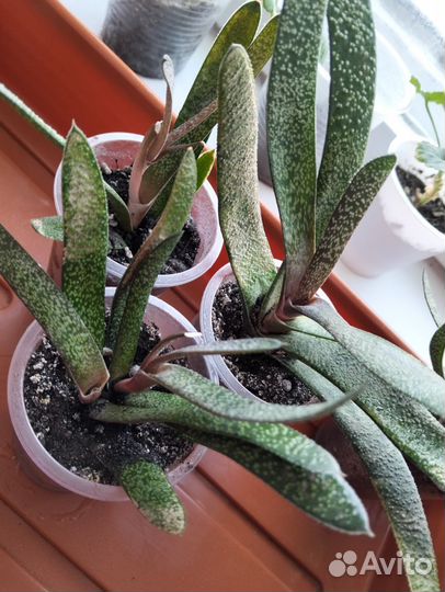 Комнатные цветы разные