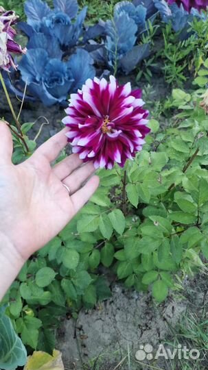 Цветы георгины