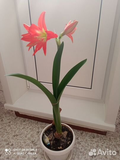 Комнатные растения