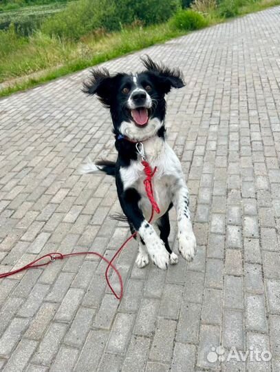 Красивая собака метис с Бордер колли в добрые руки