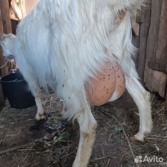 Коза дойная зааненская 2йокот