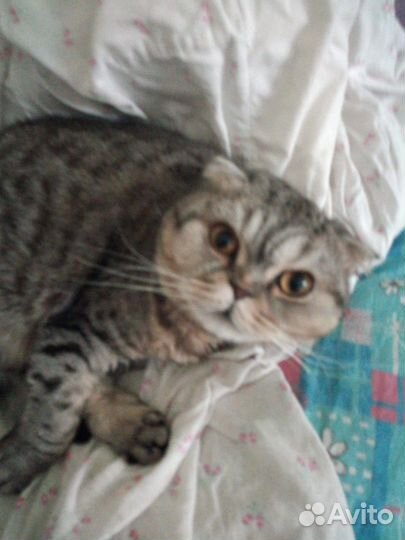 Шотландская вислоухая кошка