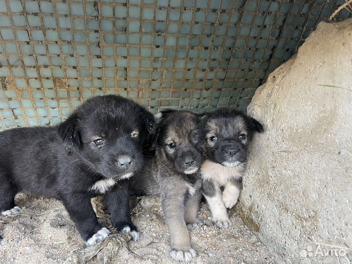 Щенята