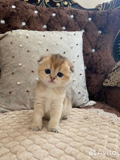 Продаются шотландские вислоухие котята
