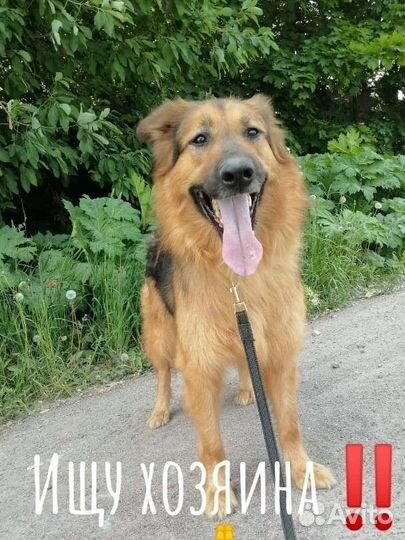 Шикарный Боб ищет дом в добрые руки