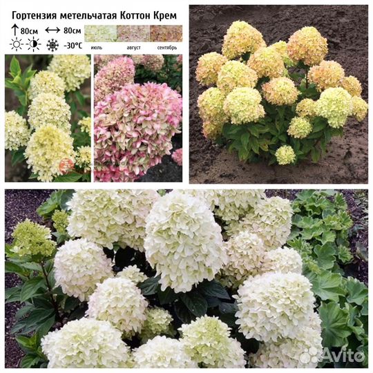 Гортензия метельчатая