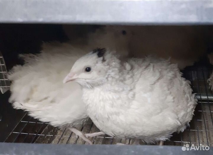 Перепела, инкубационное яйцо