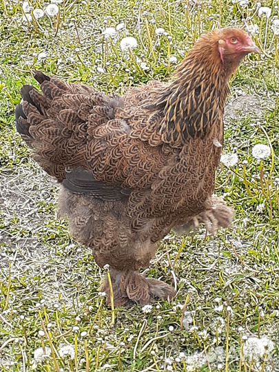 Куры и петухи брама