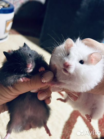 Сирийский хомяк