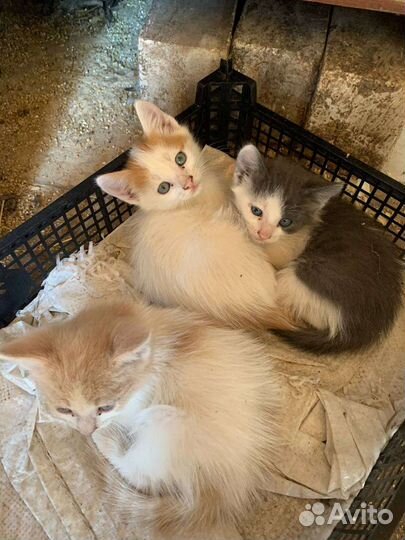 Котята в добрые руки