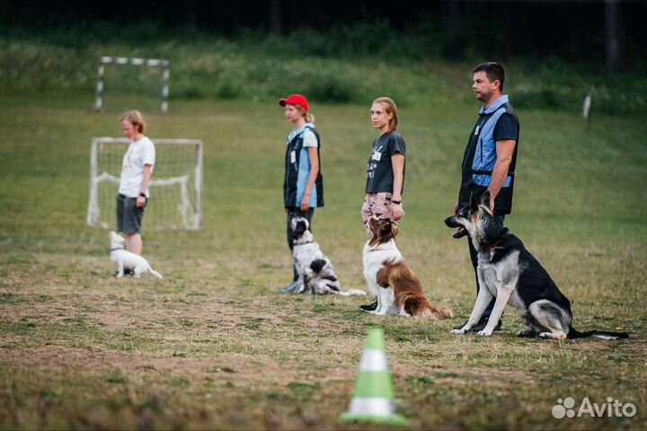Дрессировка и воспитание собак