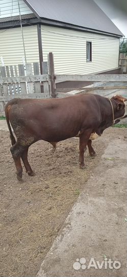 На доращивание