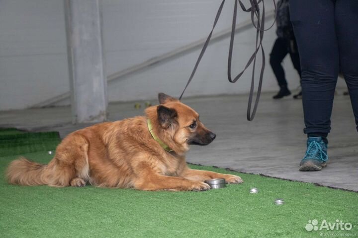 Дрессировка собак / Перевод на вдтп / Массаж