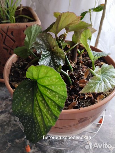 Комнатные растения