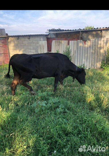 Коровы и телята