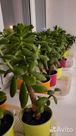 Продам денежное дерево