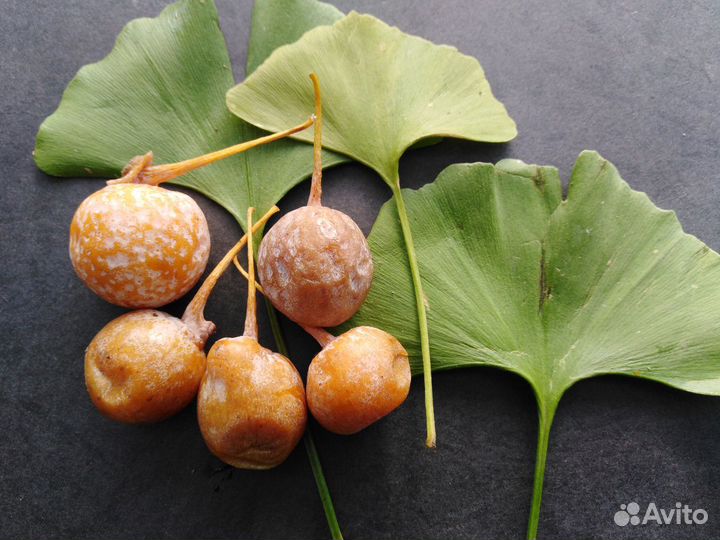 Гинкго билоба