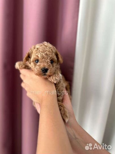 Мальтипу f2 мини