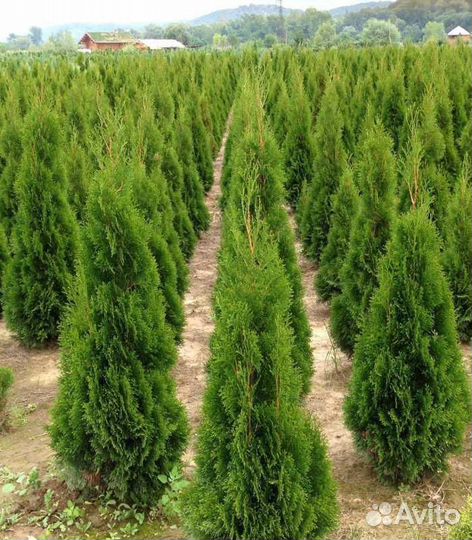 Туи Смарагд 150см