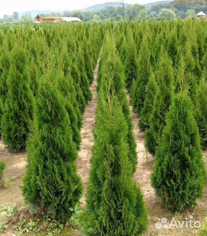 Туи Смарагд 150см