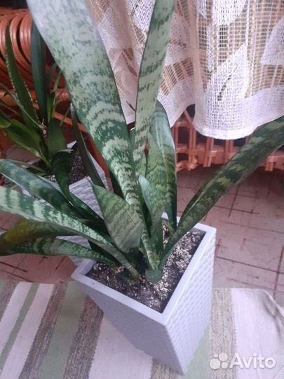 Сансевиерия сортовая