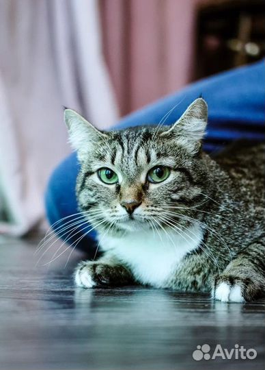 Кошка молодая бесплатно