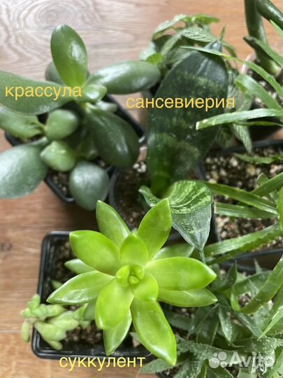 Сансевиерия, каллизия, хоббит, аспарагус, алое