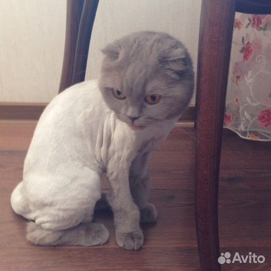 Стрижка кошек и собак. Выезд на дом