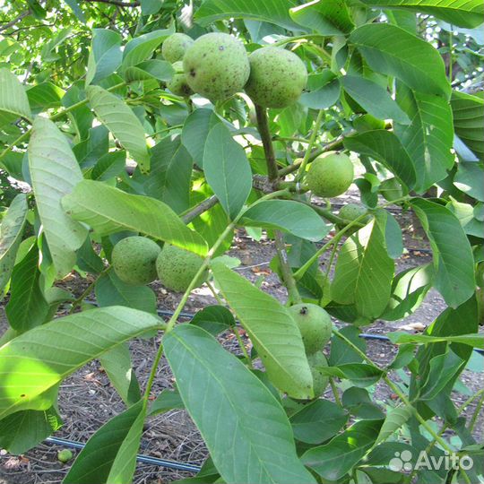 Саженцы орех грецкий Кыргызский, орех северный