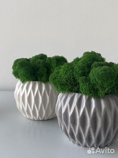 Кашпо со стабилизированным мхом