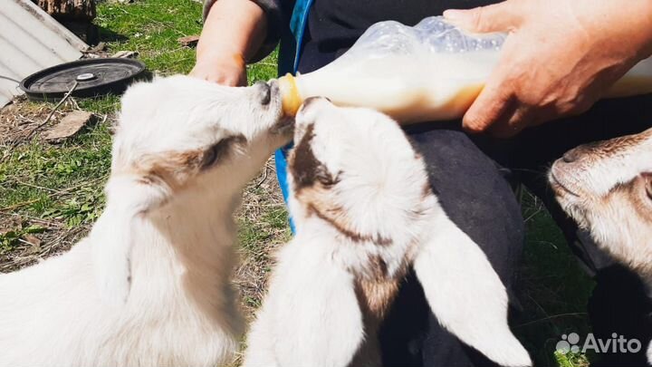 Козье молоко. Сыр.Продаётся