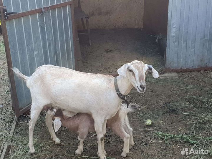 Коза нубийская