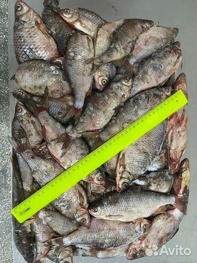 Рыба плотва свежемороженная оптом