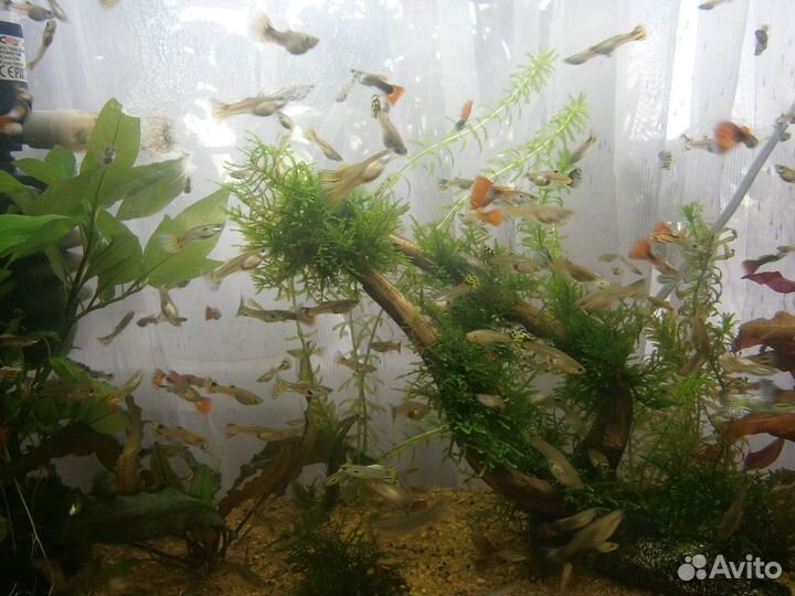 Аквариумные рыбки гуппи