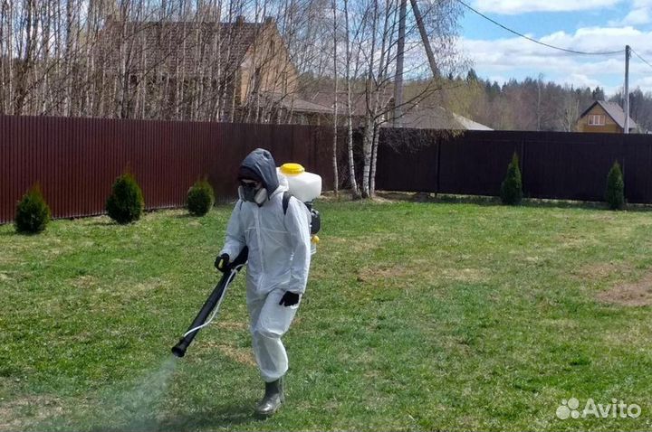 Уничтожение клопов тараканов лечение растений